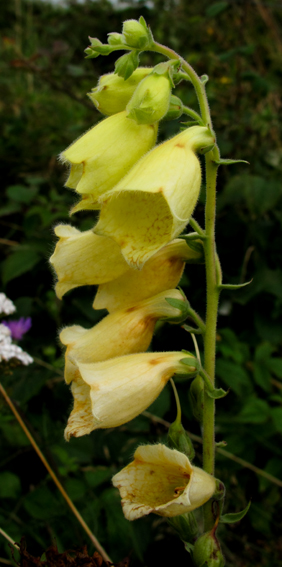 Digitalis9