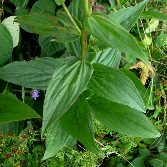 Digitalis8