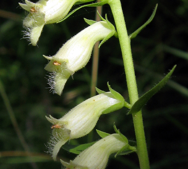 Digitalis5