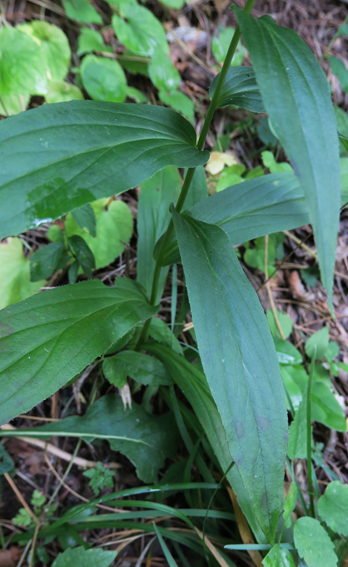 Digitalis7a