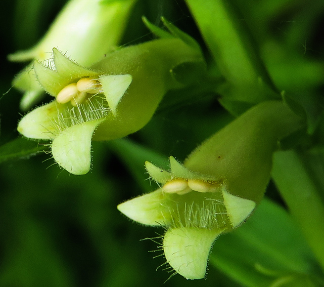 Digitalis7b