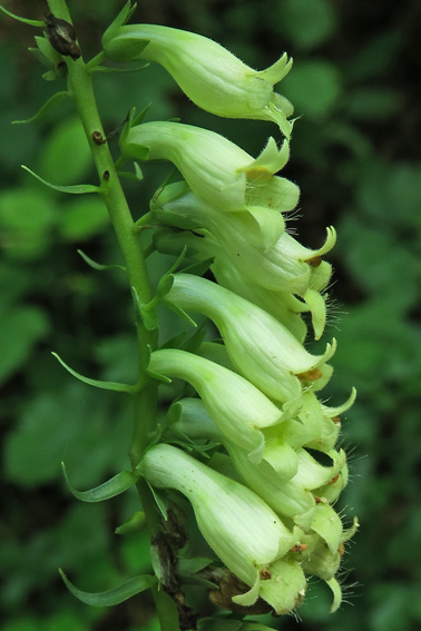 Digitalis4