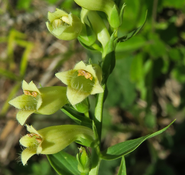 Digitalis7