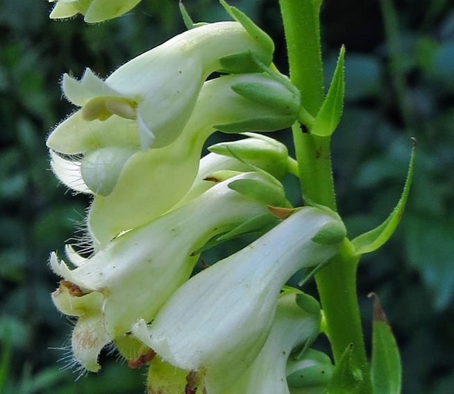 Digitalis4b