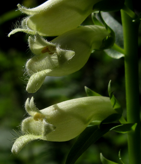 Digitalis6