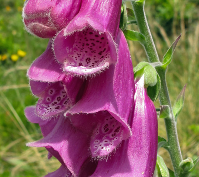 Digitalis3