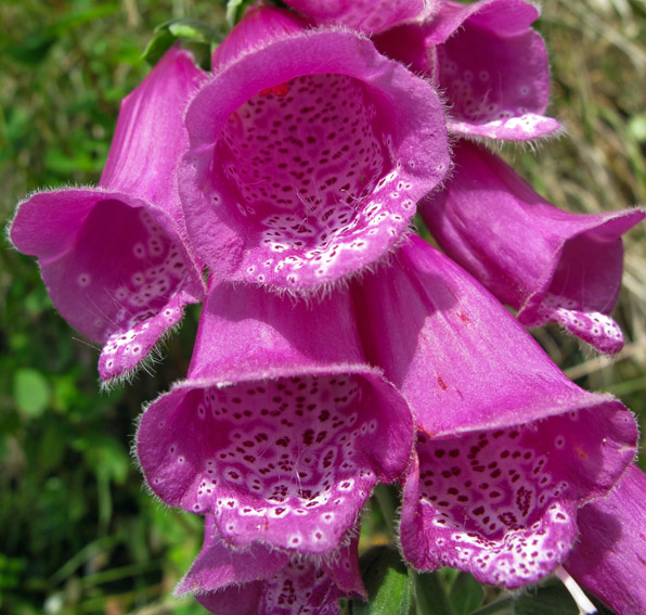 Digitalis3a