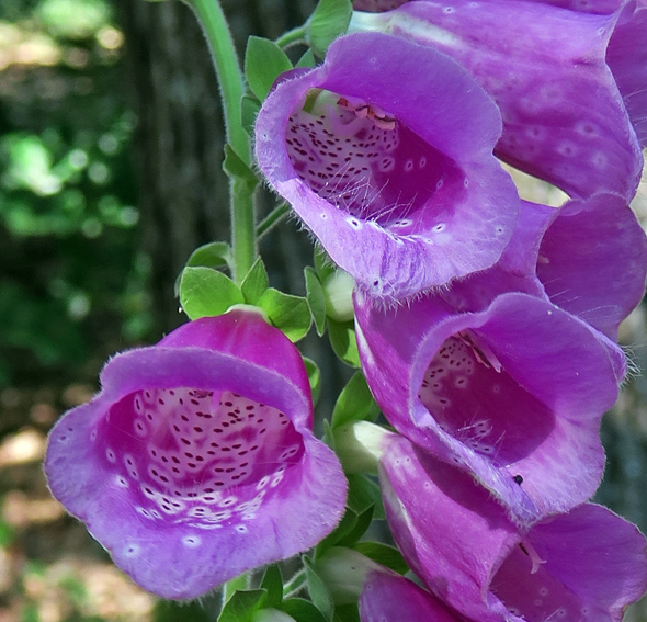Digitalis3b