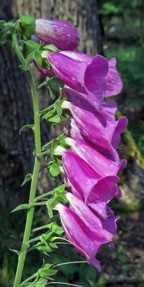 Digitalis0