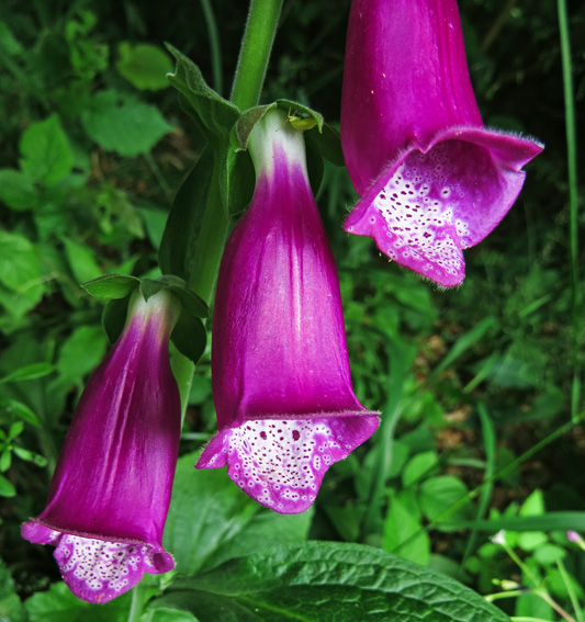 Digitalis2a