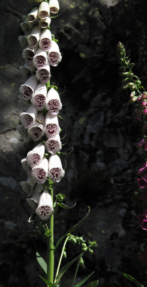 Digitalis3c