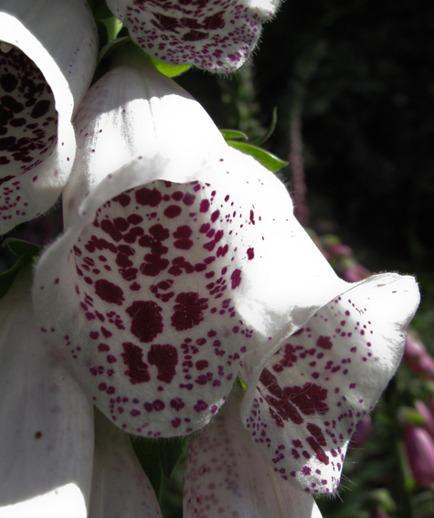 Digitalis3d