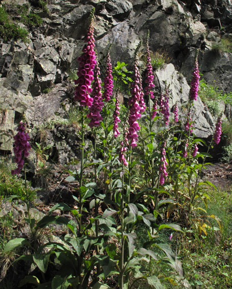 Digitalis1a