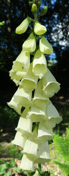 Digitalis3f