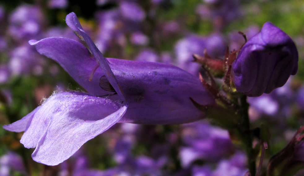 Penstemon2