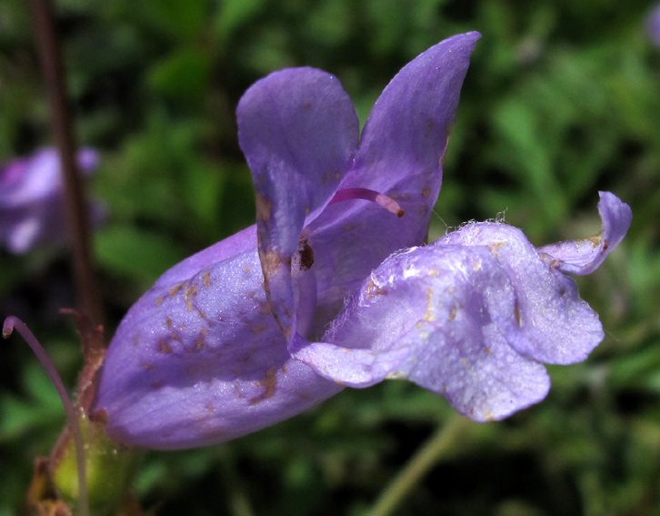 Penstemon3