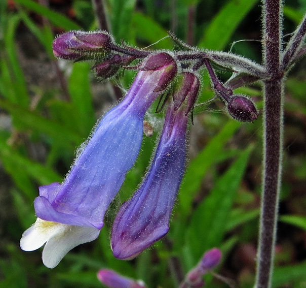 Penstemon5