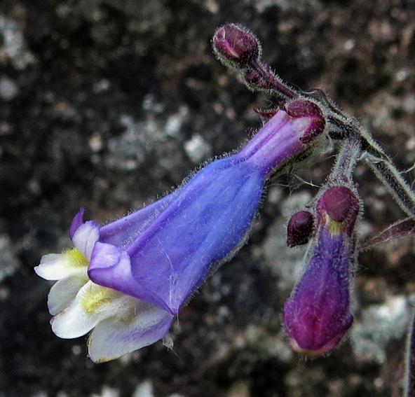 Penstemon6