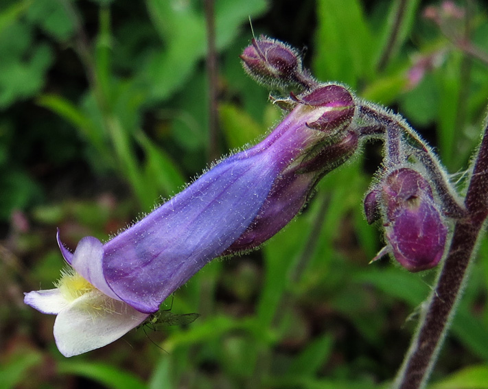 Penstemon7