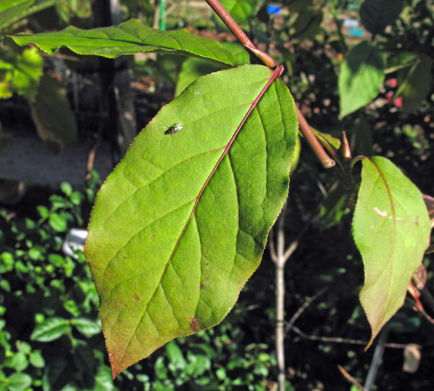 Euonymus7