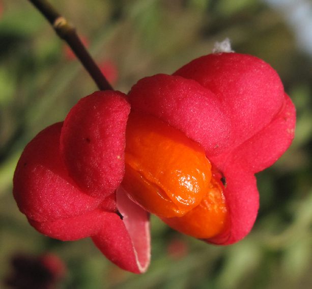 Euonymus4b