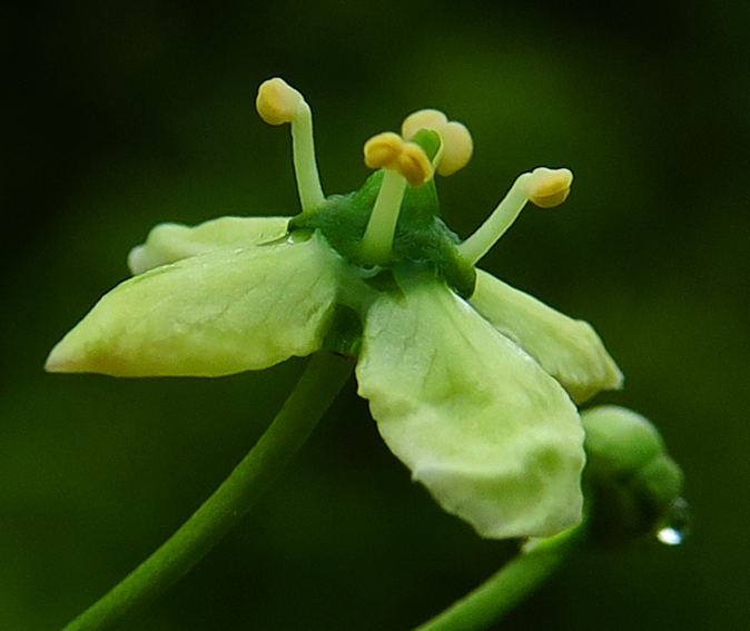 Euonymus4g