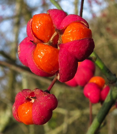 Euonymus3