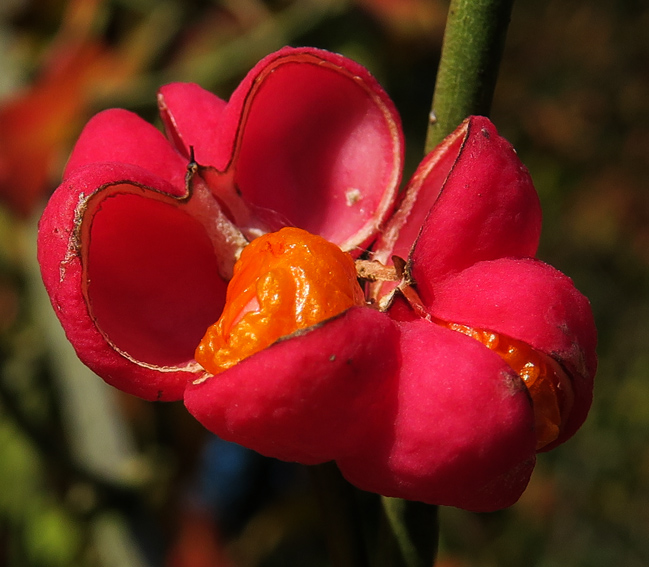 Euonymus4d