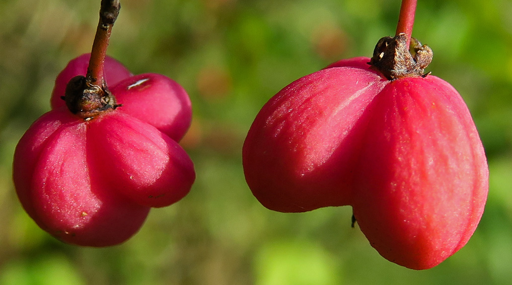 Euonymus4f