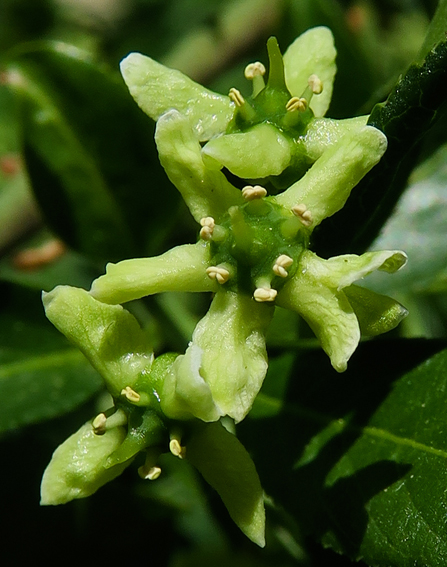 Euonymus3a