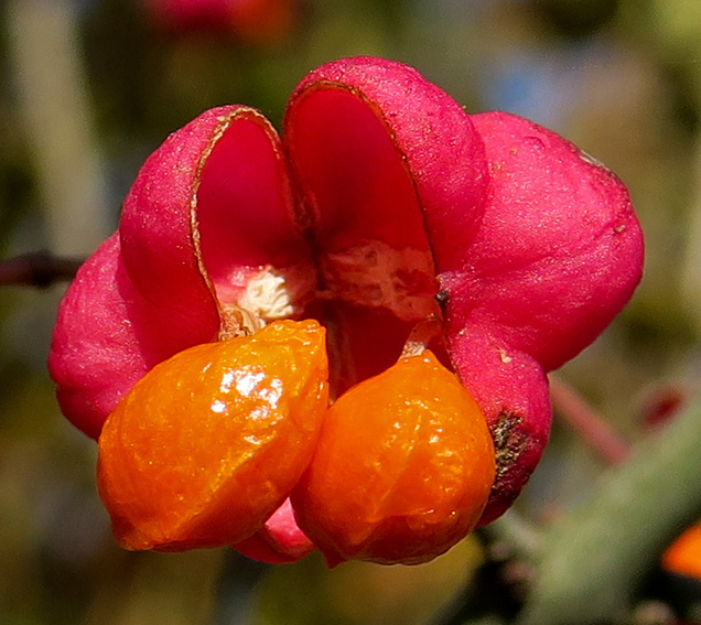 Euonymus4a