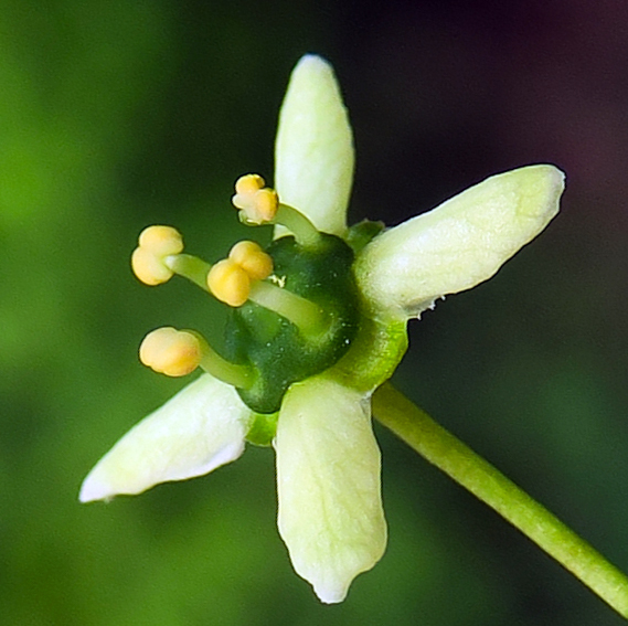 Euonymus1