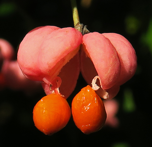 Euonymus4c