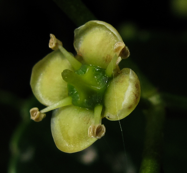 Euonymus6