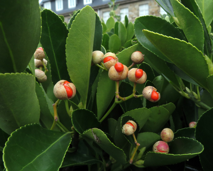 Euonymus6a