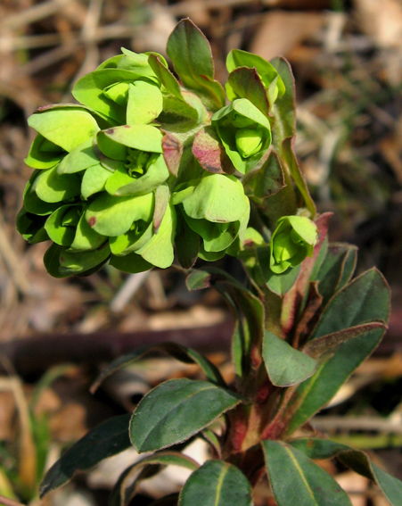 Euphorbia2