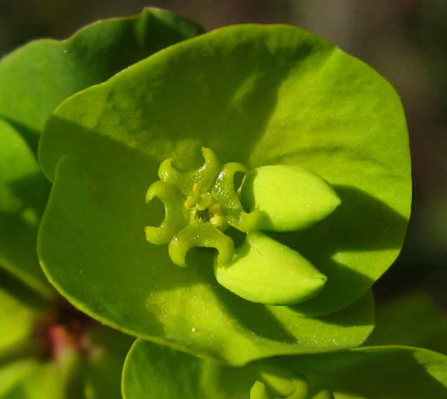 Euphorbia3