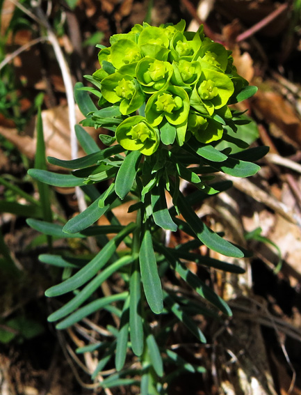 Euphorbia5