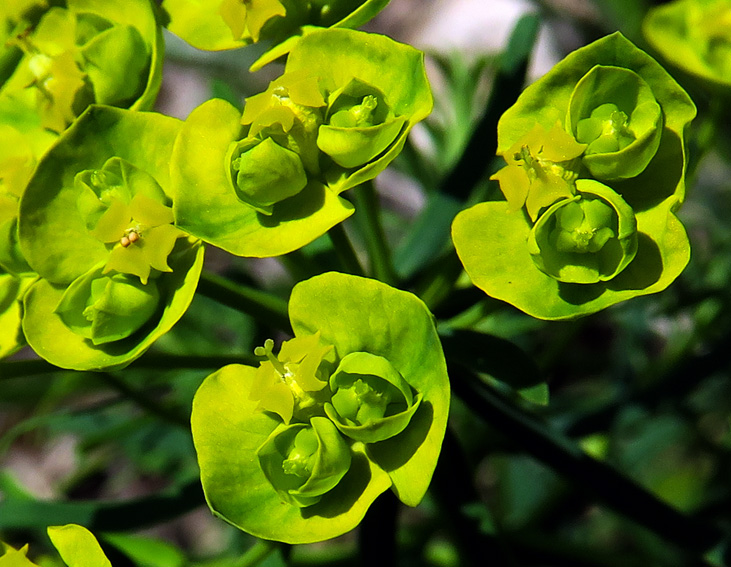 Euphorbia6