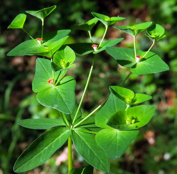 Euphorbia3f