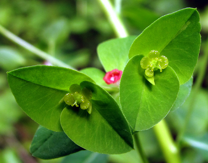 Euphorbia3d