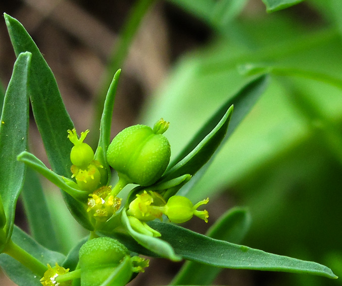 Euphorbia15