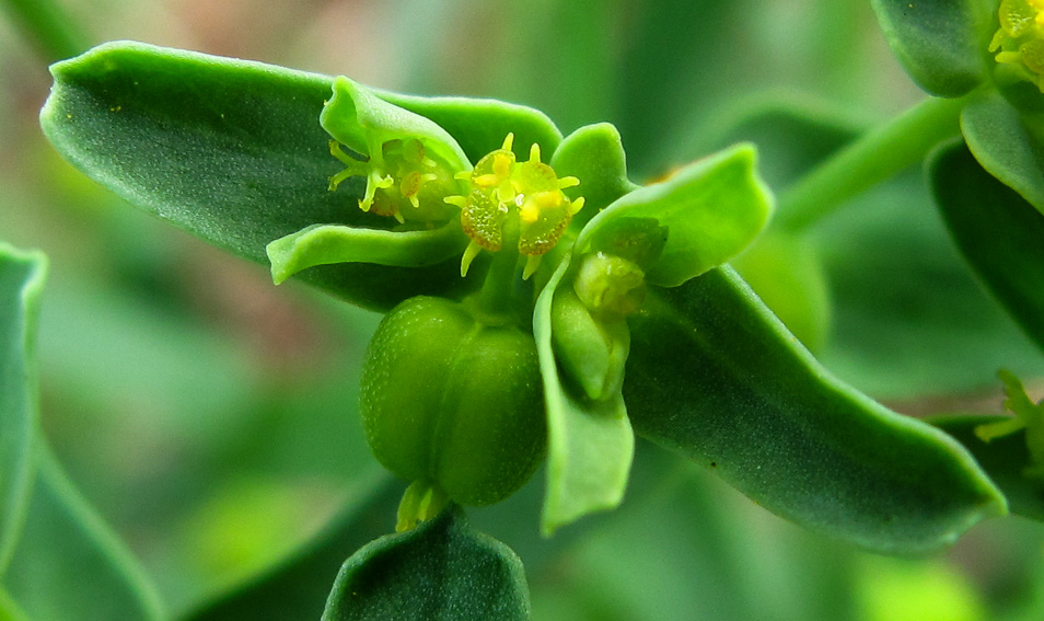 Euphorbia17