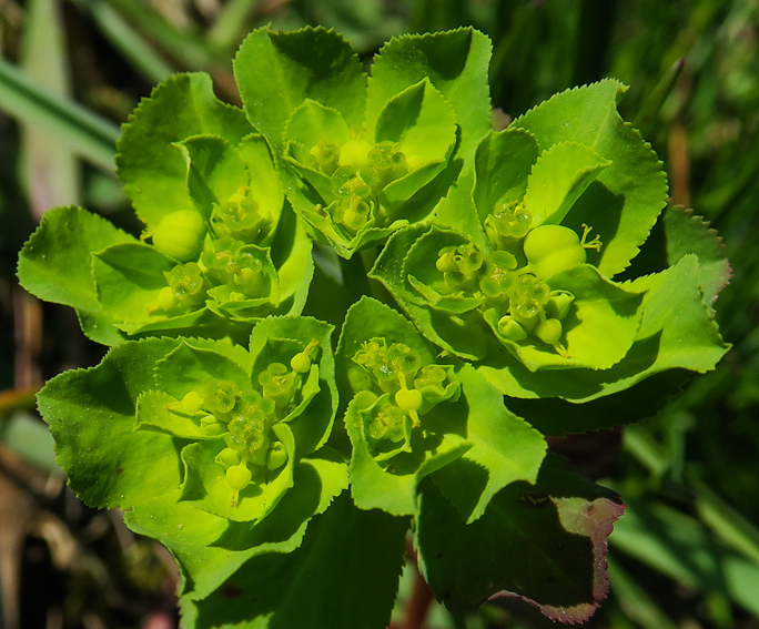 Euphorbia9