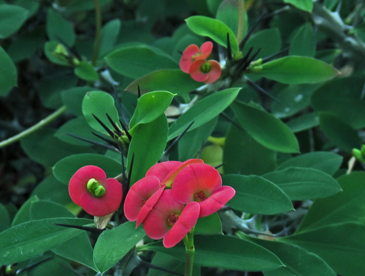 Euphorbia22