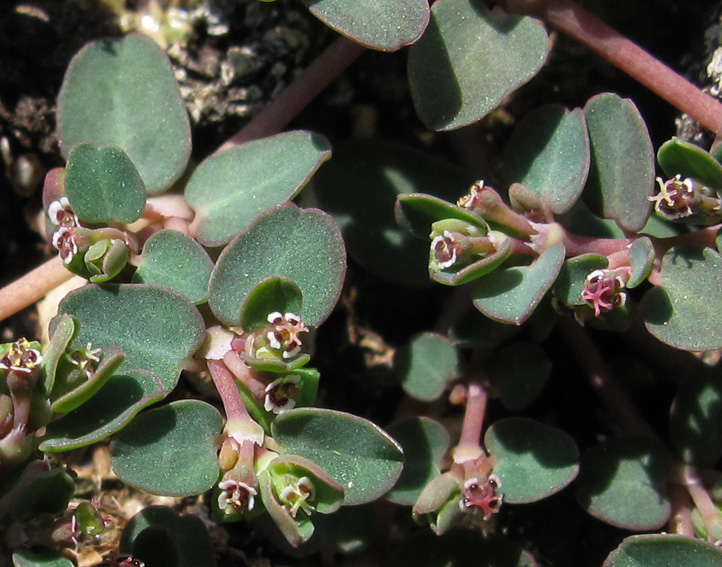 Euphorbia20