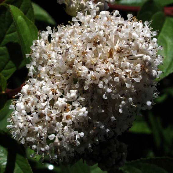 Ceanothus6