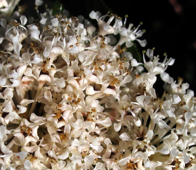 Ceanothus7