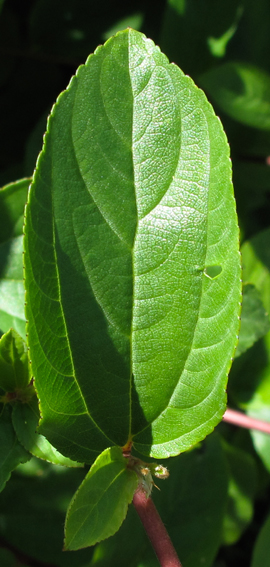 Ceanothus5