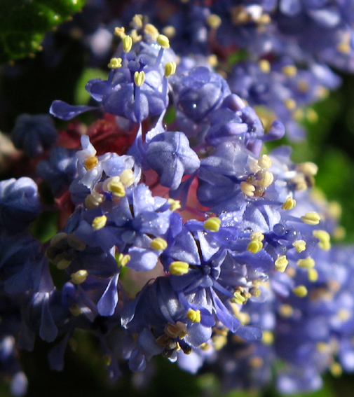 Ceanothus3